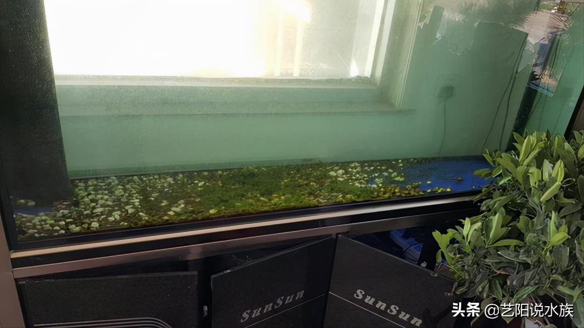 金鱼鱼缸腥味重是什么原因造成的,鱼缸水有腥味用杀菌灯怎么处理