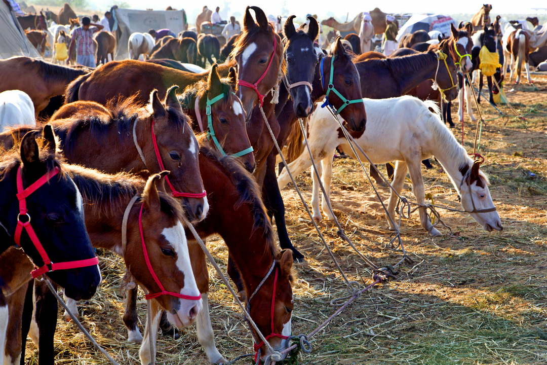 拍马都追不上的成语,拍马都赶不上的成语