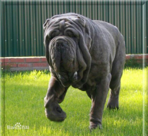 宠物狗大全免费观看,什么狗最好养又听话又聪明大型犬