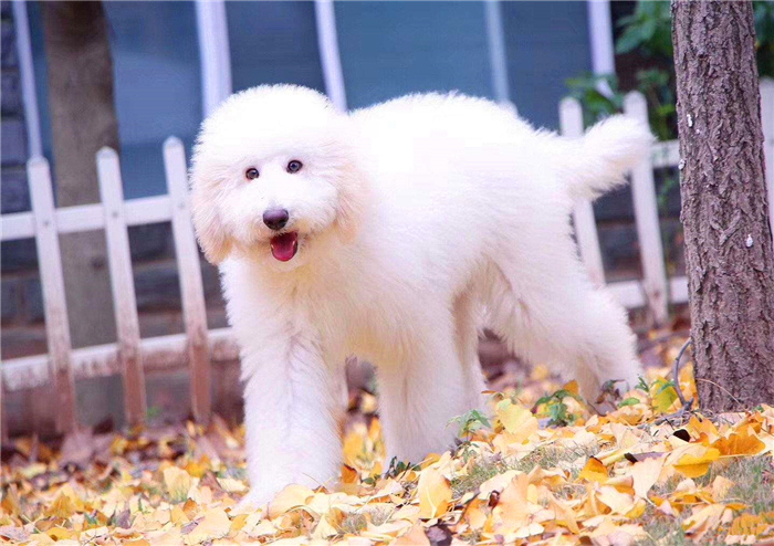 泰迪跟巨贵中间有什么关系呢,泰迪的正确喂养方法如下