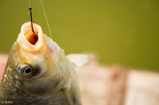 鱼钩钓鱼真实方法,钓鱼科普鱼钩图片