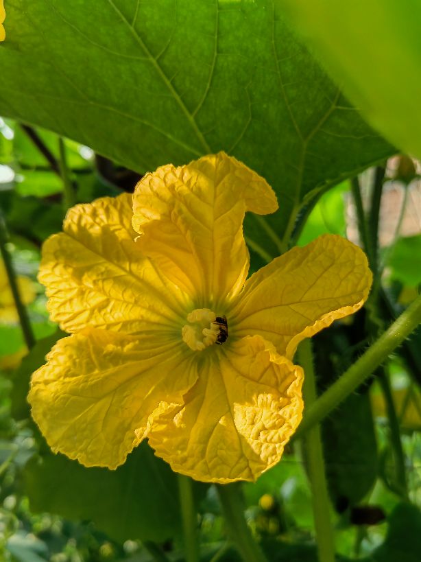 散文:黄黄的瓜花儿