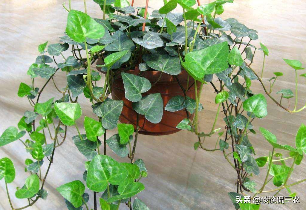 常春藤怎么养才能更旺盛,常春藤怎么养比较茂盛