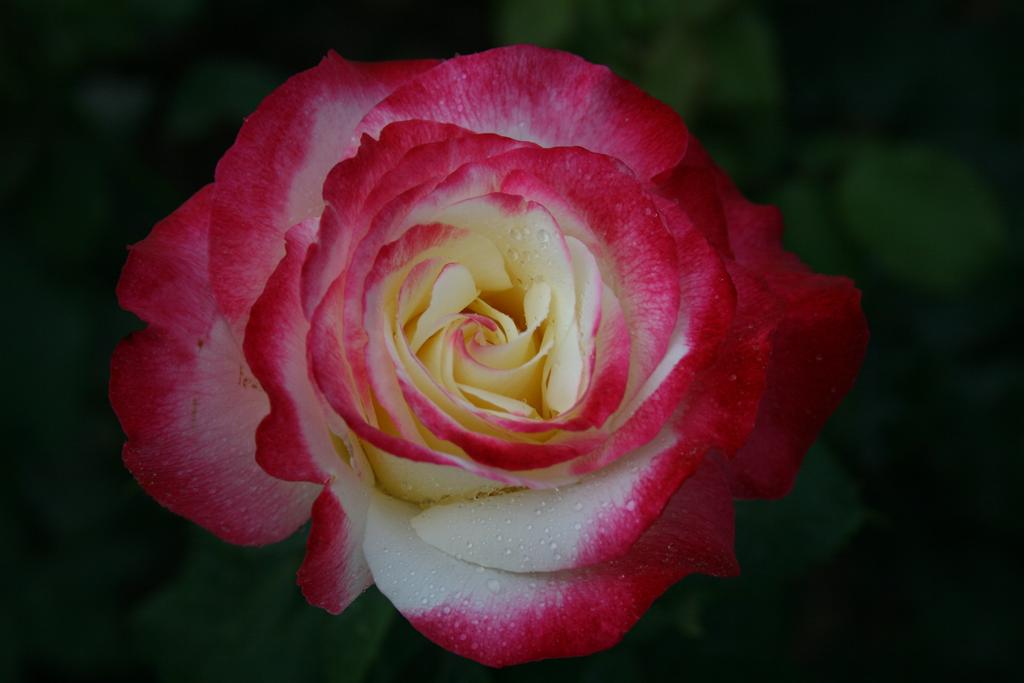 大兴月季园的月季有多少种,北京最大的月季基地在哪