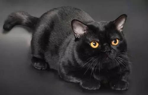 什么品种的猫咪寿命最长,猫咪的寿命最长是什么猫