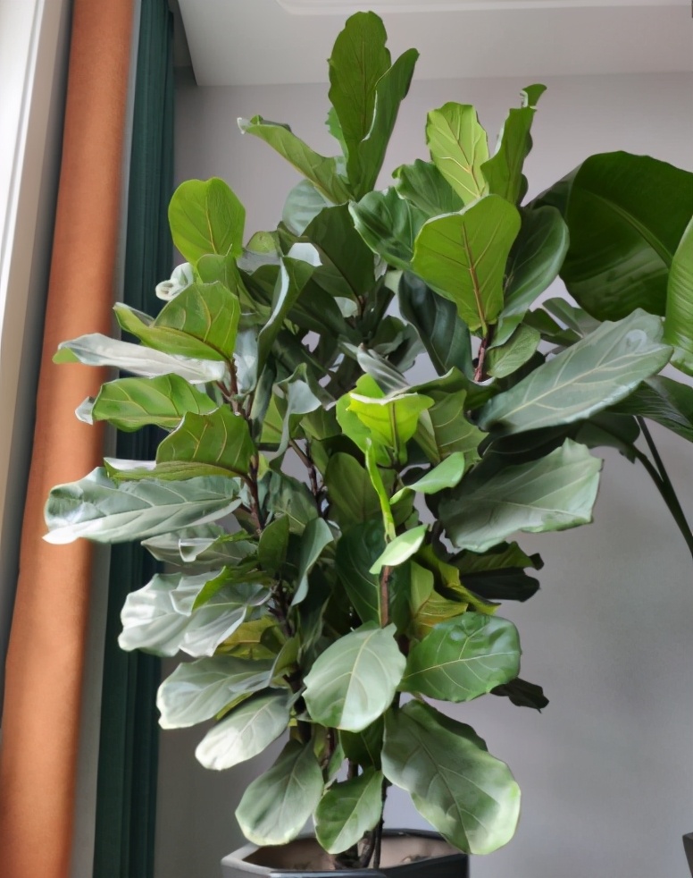 招财树放到客厅电视墙两侧,招财树大棵盆栽怎么养