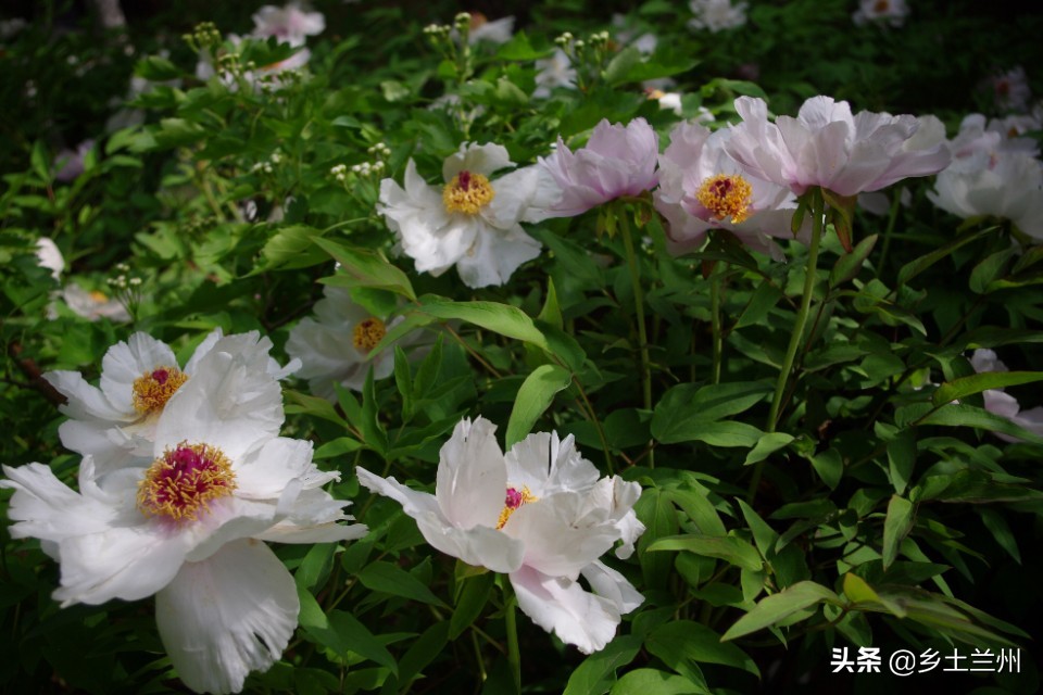 芍药花开的季节等你欣赏,芍药花开如诗如画
