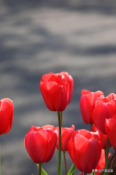 静物摄影作品欣赏郁金香,郁金香的摄影作品欣赏