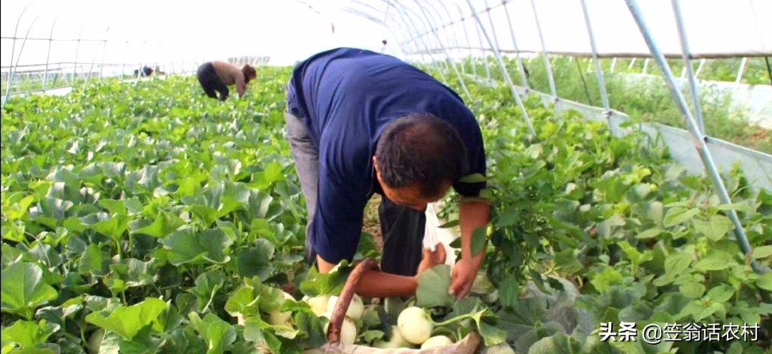 瓜苗出现花打顶怎么办,甜瓜打顶过晚补救的办法
