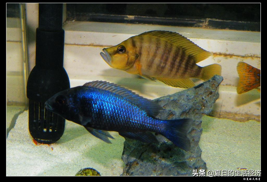 回忆三湖,三湖慈鲷纪念