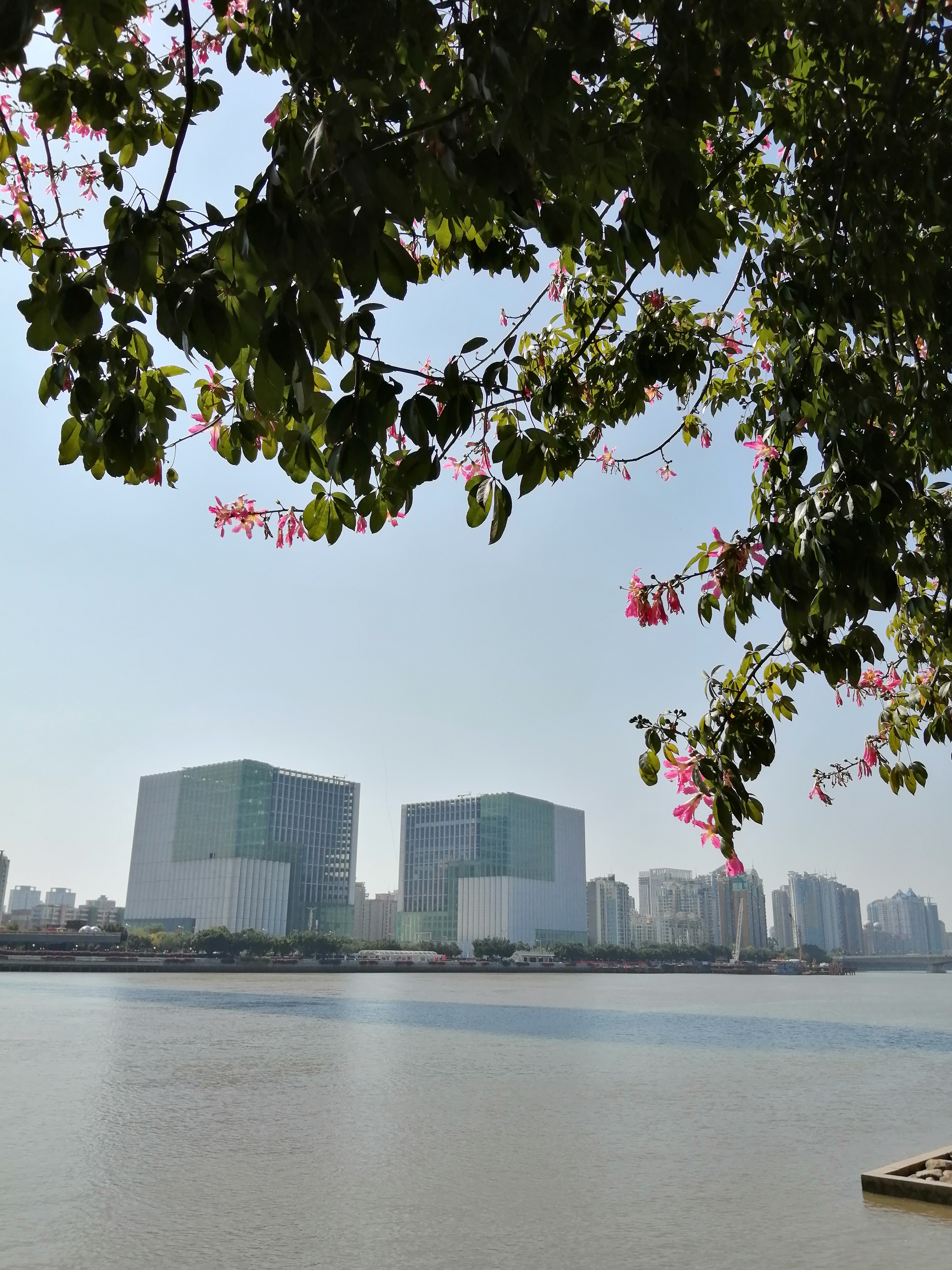 广州海心沙亚运公园广州塔格桑花,游广州海心沙公园