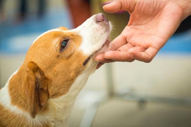 狗狗的正确抚摸部位,狗狗这几个部位不能打