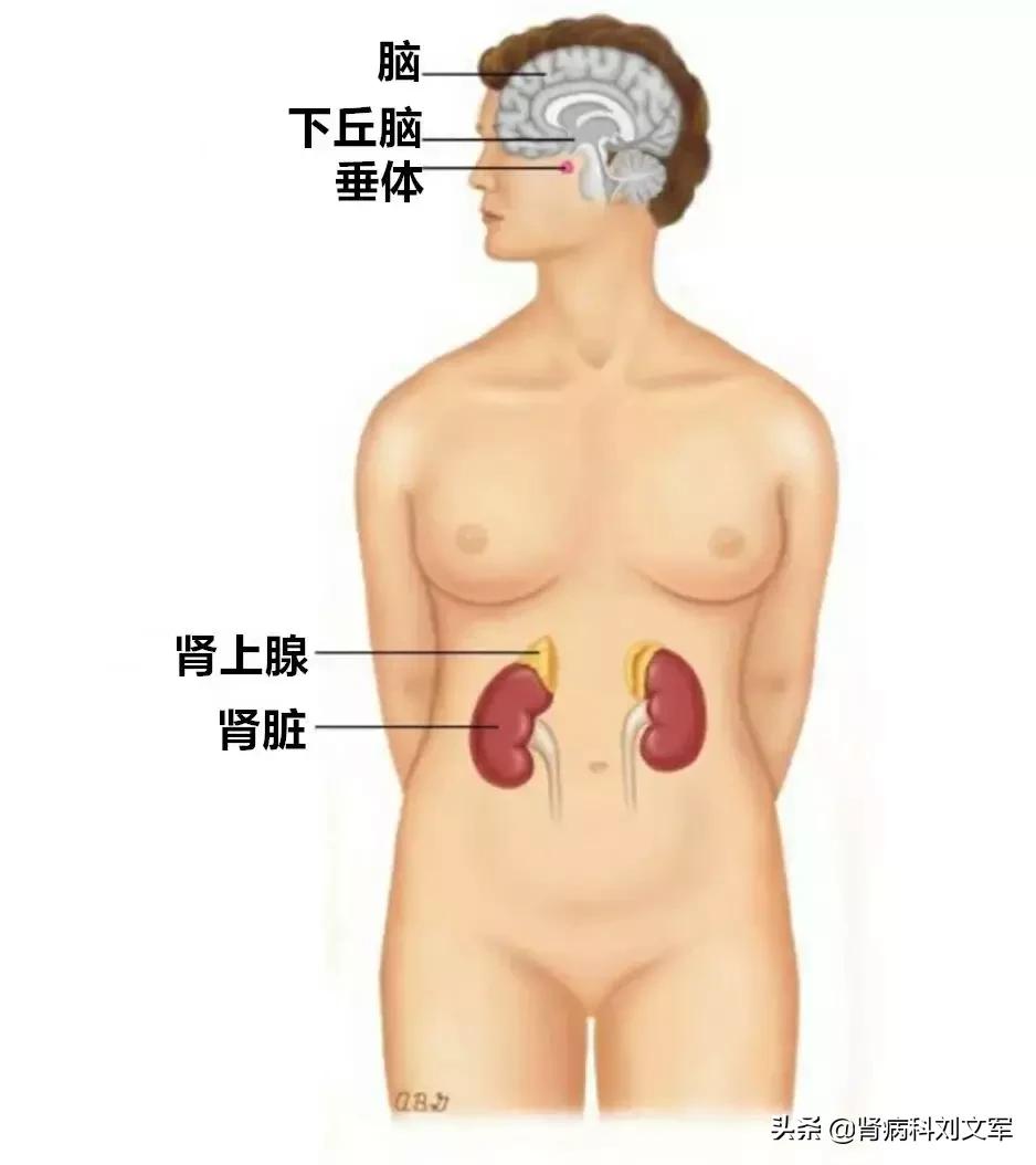 肾病激素的正确减量方法,肾病激素停药后还要吃别的药吗