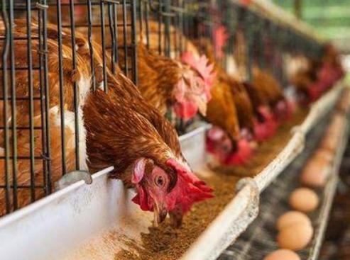 鸡下蛋脱肛怎么防治,鸡拉稀脱肛还有救吗