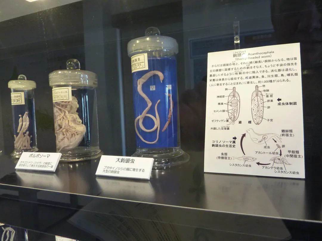 肛拭子有危害吗,肛拭子的好处