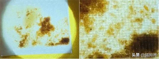 螨虫的小红疙瘩如何消退,家里有螨虫过敏者