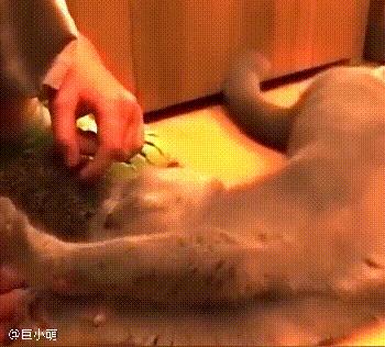 主人给猫咪带来了一只刺猬，猫咪没有抗拒，还喜欢用脑袋往刺上蹭