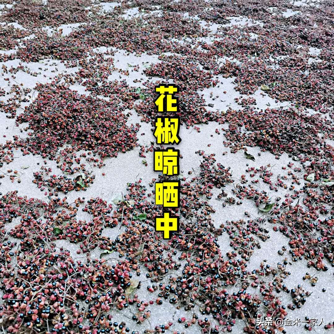 花椒好吃但是摘花椒也辛苦,教给大家采摘花椒的小技巧