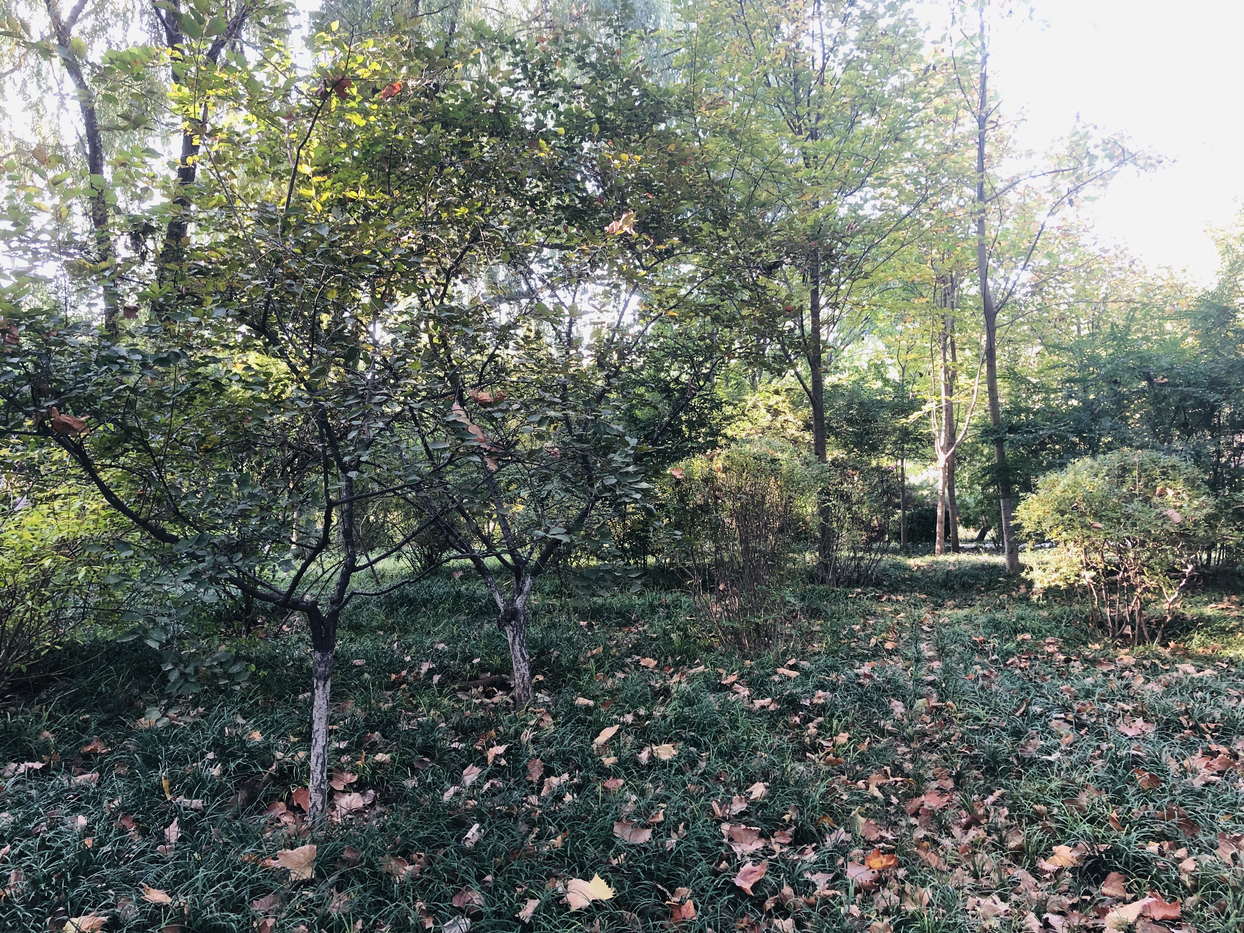 雨后的济南森林公园美景让人陶醉,济南森林公园美成“童话”