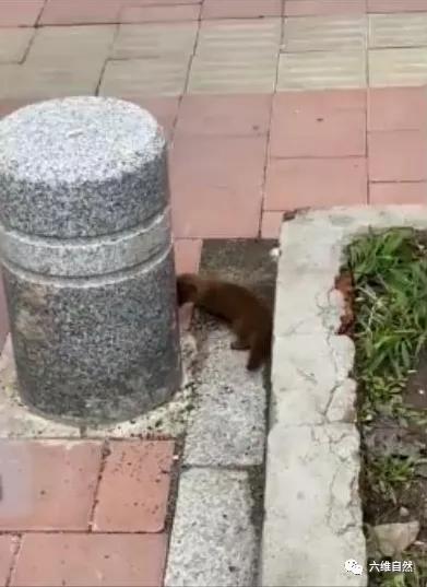 一小黄鼠狼迷路等救助，大黄鼬瞬间出现，不顾围观，叼着幼崽就逃
