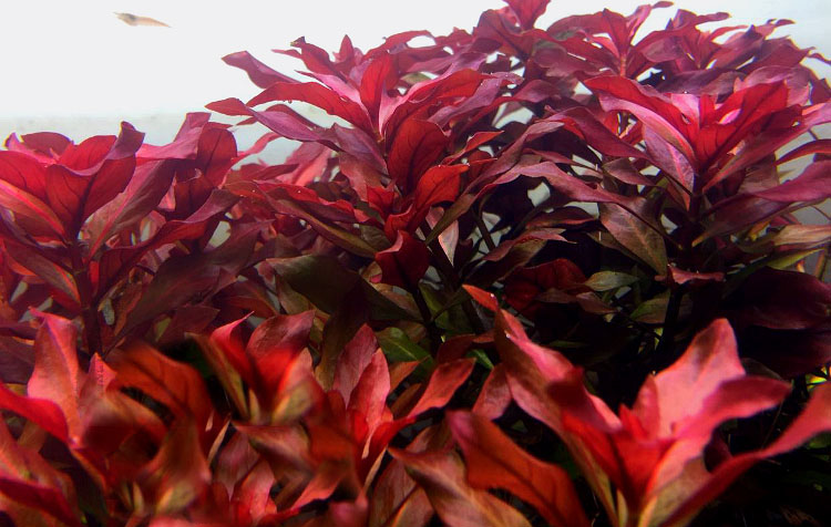 揭短：水草种子，请不要再坑草缸新手