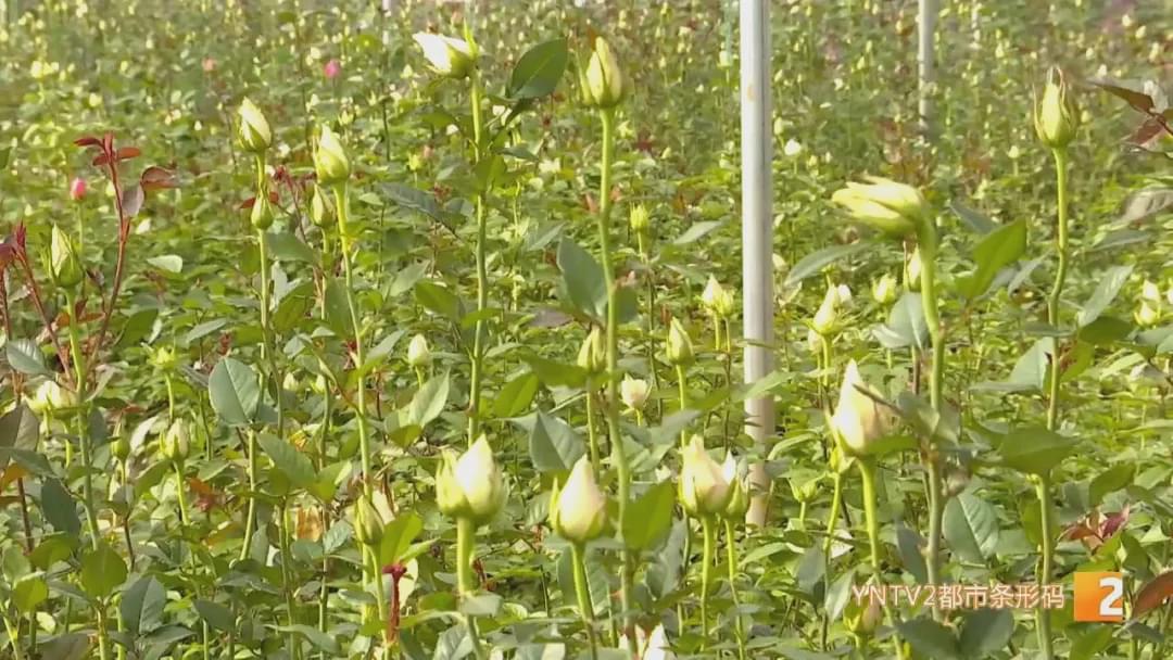 “现在收入基本上是翻了十倍！”花加以“花”为媒，助力花农走向新生活