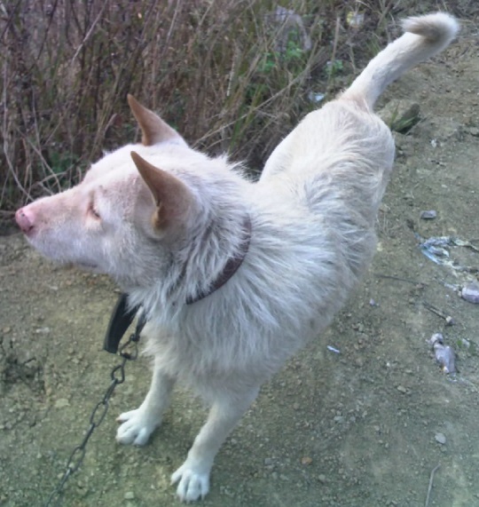 狩猎能力最强的猫,最凶残的下司犬排名