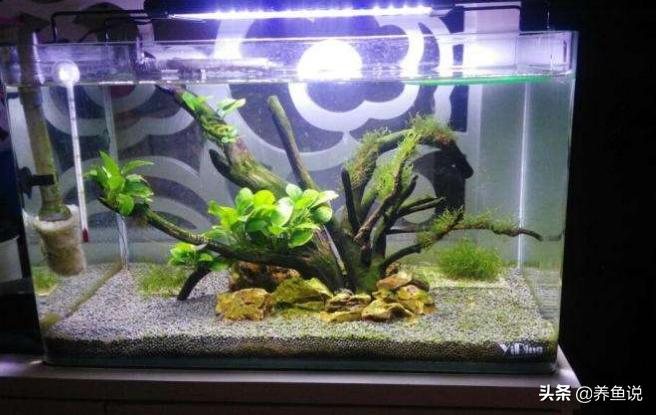 鱼缸铺底砂为什么会发黑,鱼缸底砂发黑发臭怎么办