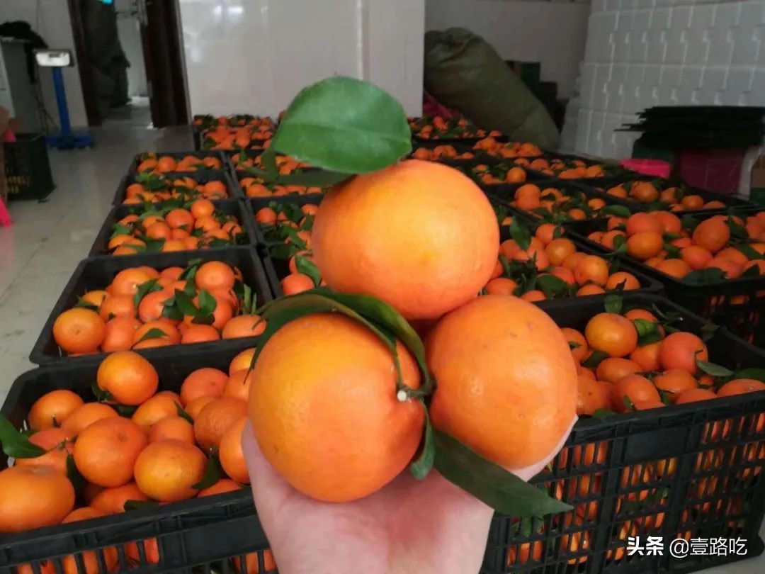 北海|报告！没遇到传销组织，只有吃不尽的海鲜美食