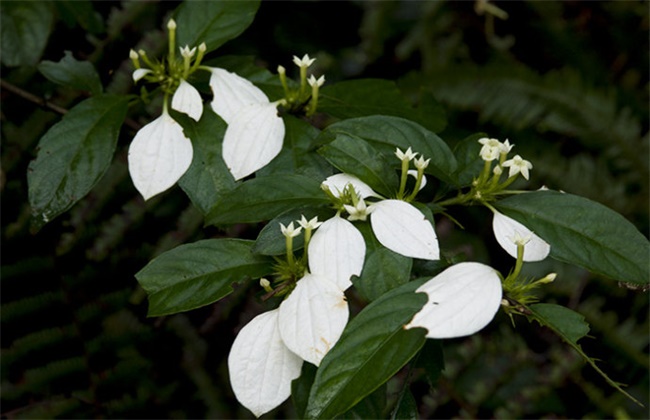 中华人民共和国野生植物保护名录,濒危保护植物名录药用植物多少种