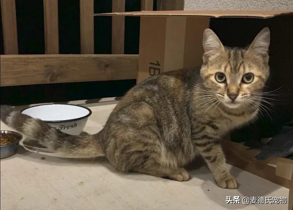 流浪猫猫赖到门口不走,流浪猫在我家门口赖着不走了