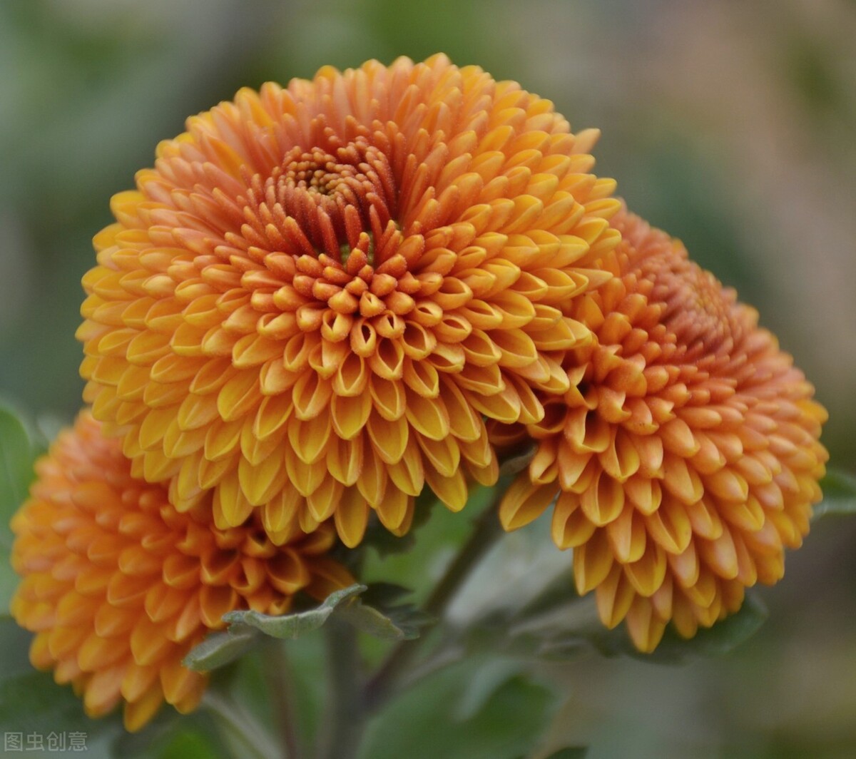 重阳节赏菊花的介绍,赏菊打卡好去处