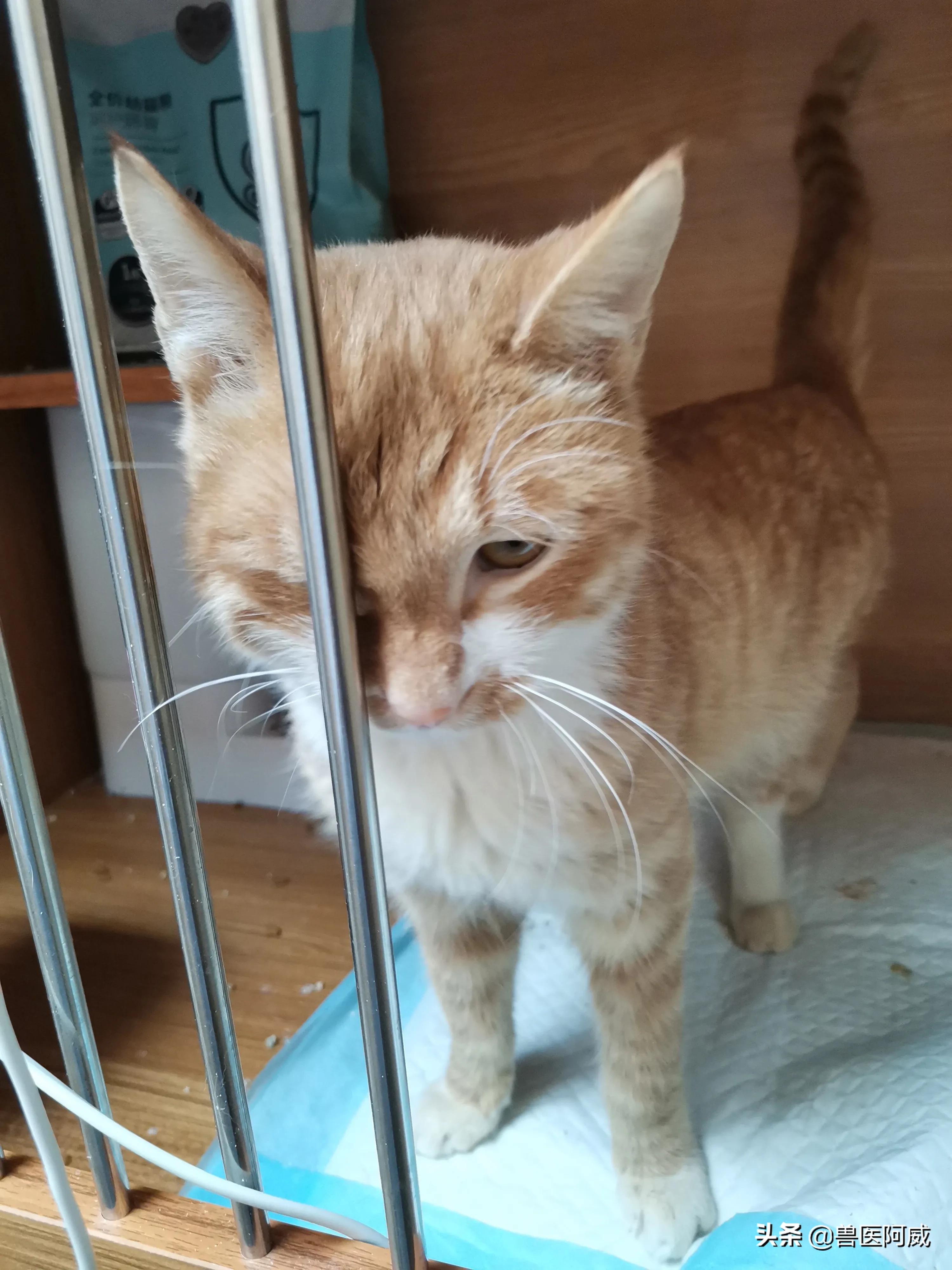 猫瘟和疱疹病毒交叉感染,猫瘟感染幼猫