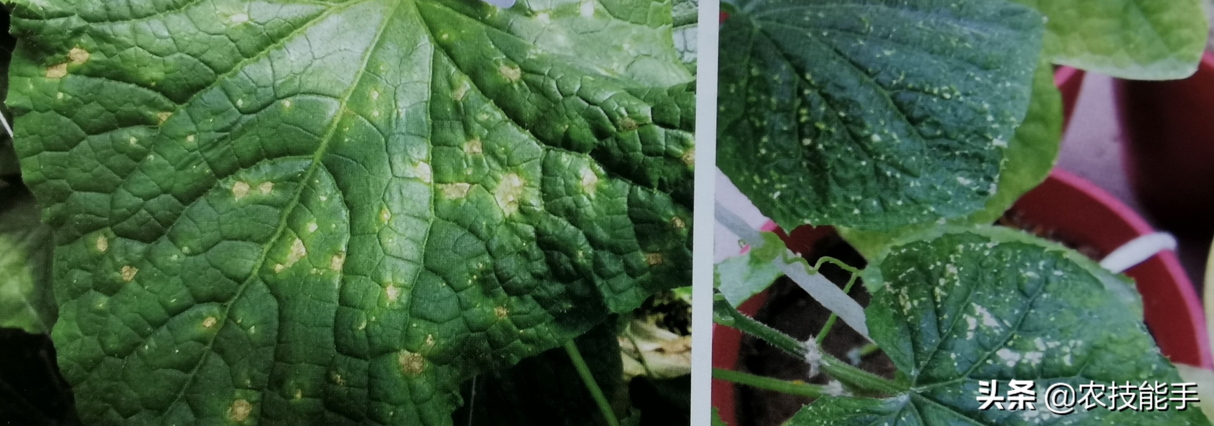 黄瓜霜霉病细菌性角斑病怎么处理,黄瓜常见病害以及发病原因