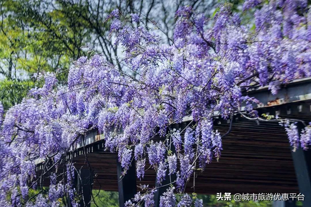 紫藤挂云木花蔓宜阳春下一句,紫藤挂云木花蔓宜阳春整首诗