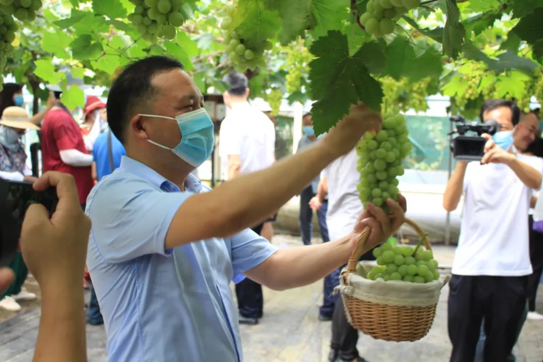 文旅资讯站|慈溪市第十六届葡萄节暨灾后复产现场会顺利举行