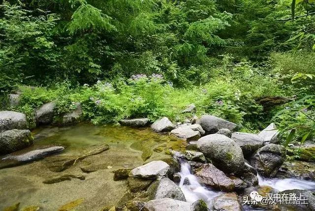 探秘汉中,汉中一村子窜入野生羚牛