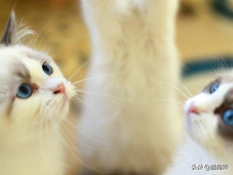 猫咪喂养常识大全,猫咪喂养常识及技巧