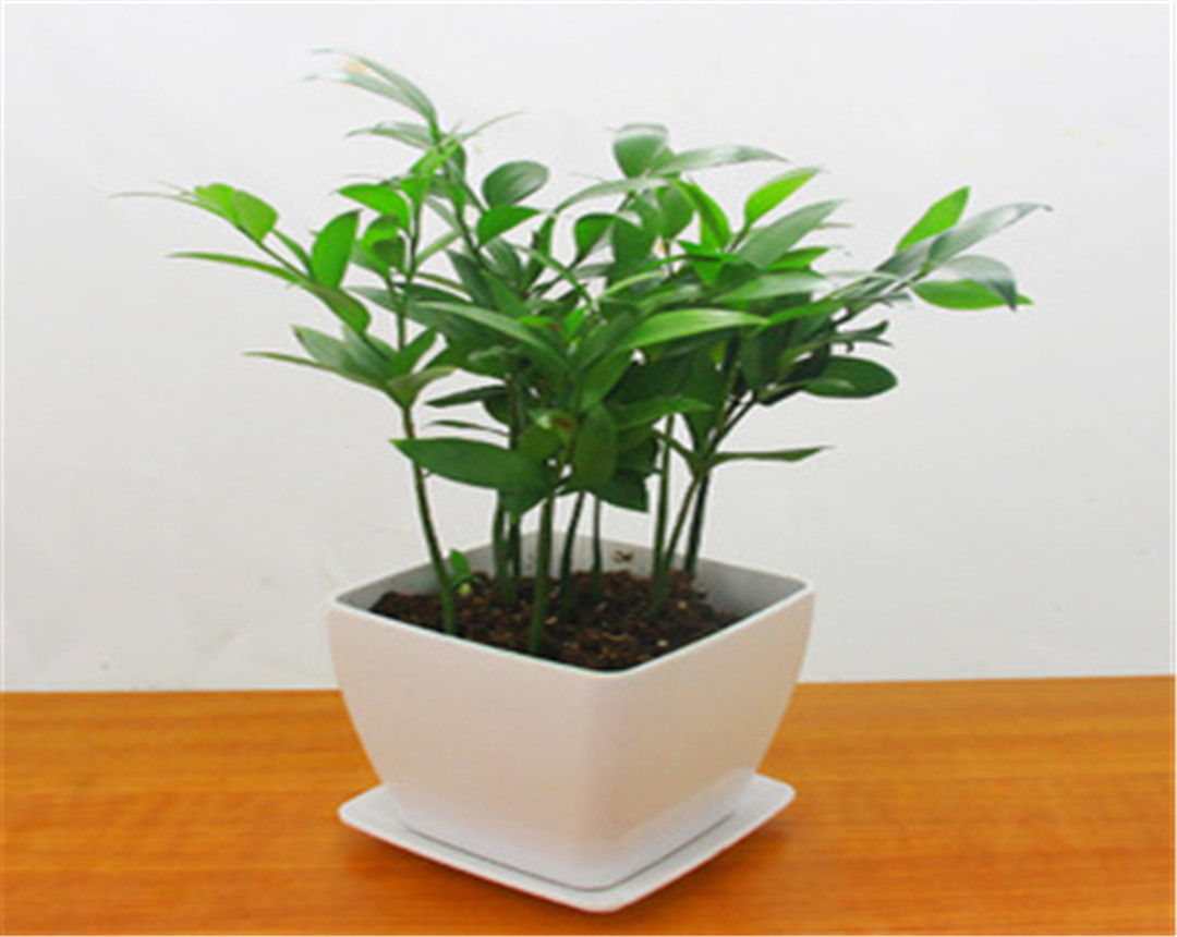 竹柏盆栽干枯,竹柏黄叶怎么补救最佳方法