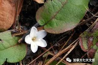 加拿大的国花是什么花,加拿大的国花国树图片