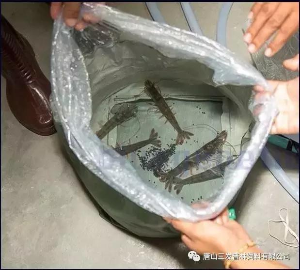 斑节虾是淡水养殖还是海水养殖,微正斑节虾养殖