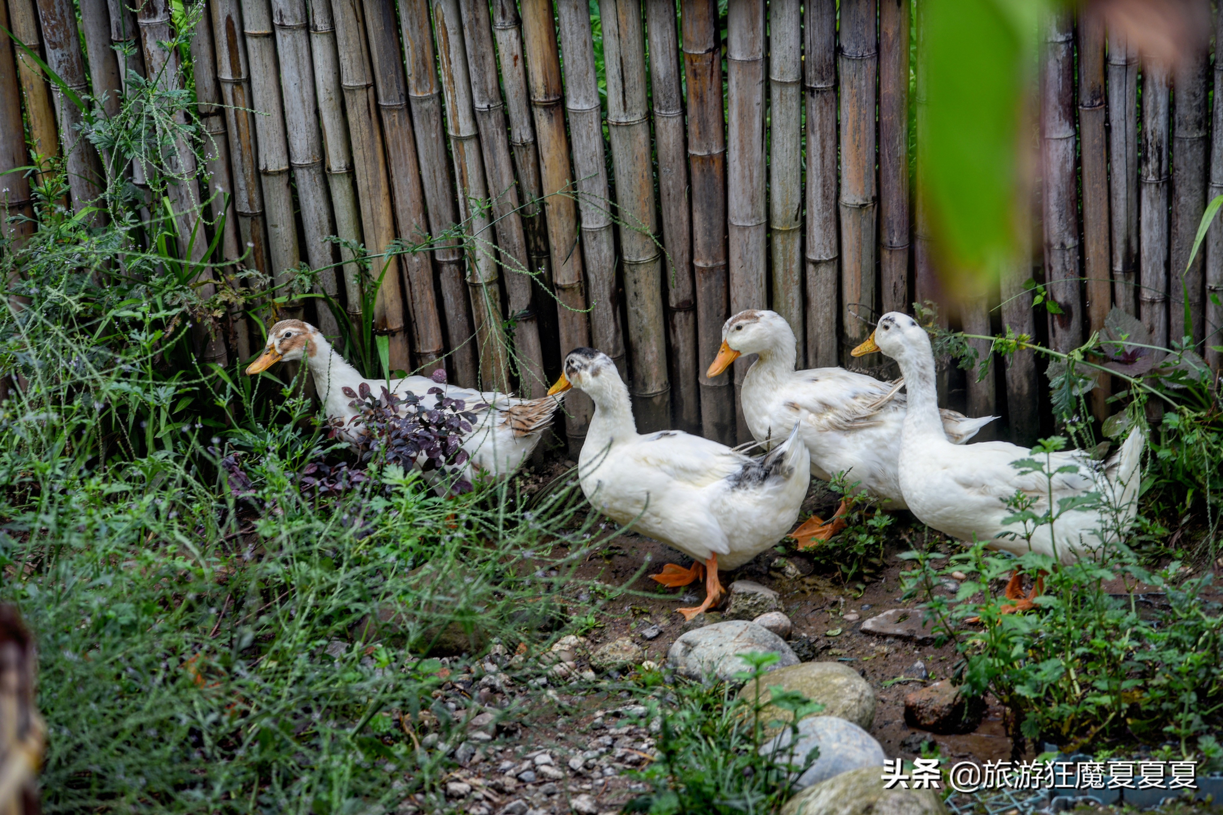 青城山值得推荐的酒店,青城山价格实惠的酒店