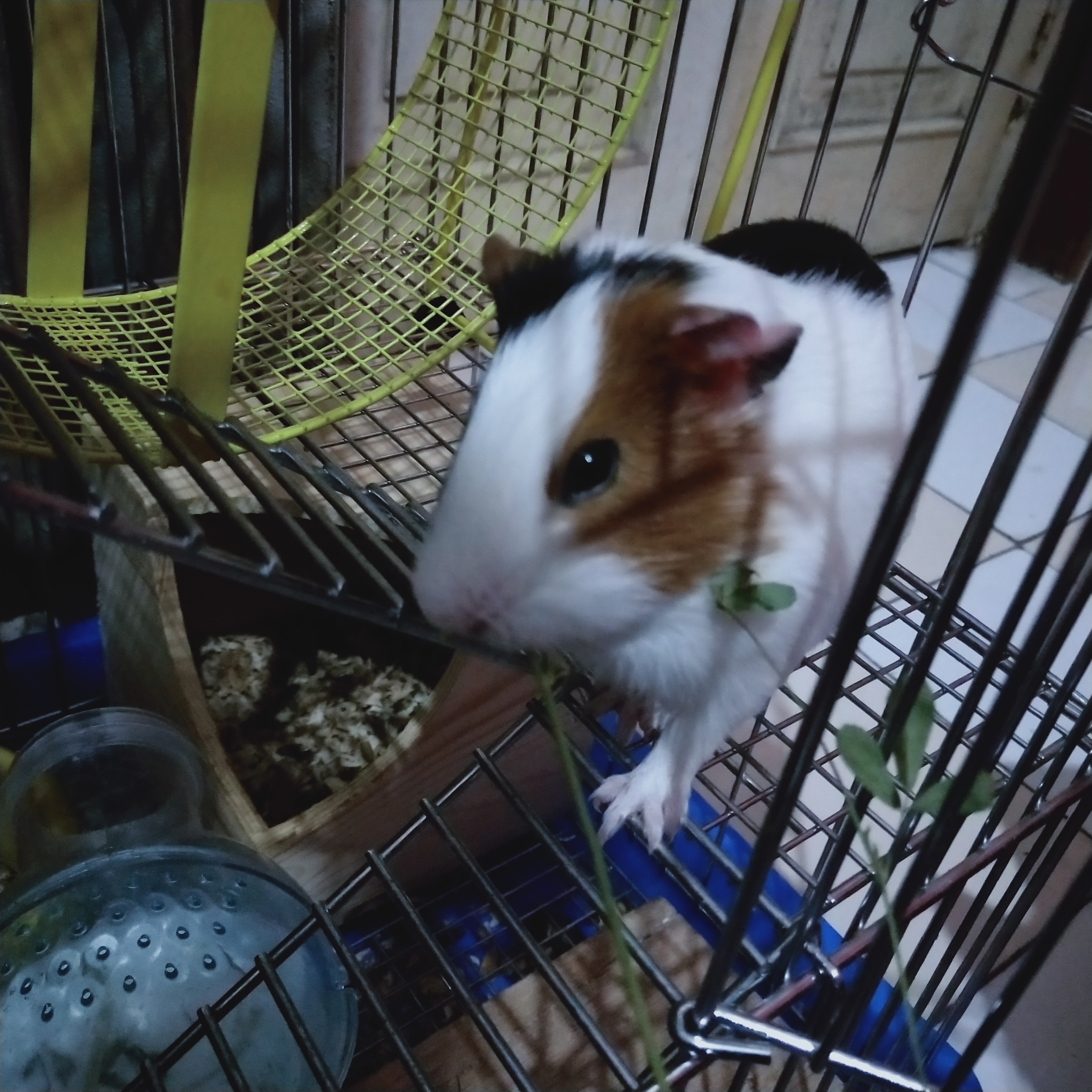 荷兰鼠和荷兰猪的区别图片,荷兰鼠和荷兰猪的区别