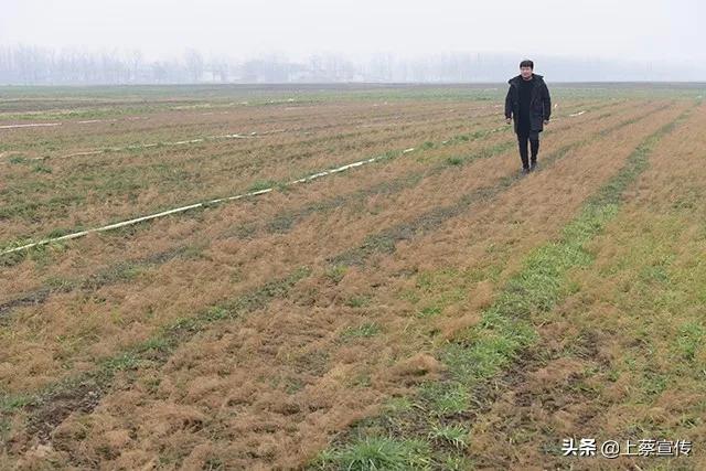 上蔡“芦笋大王”让贫困户抱上“聚宝盆”！