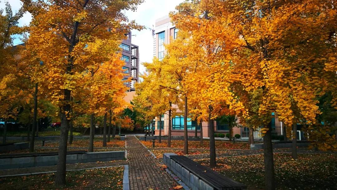 大连海事大学和辽宁省哪个级别高,大连海事大学辽宁省大学排名