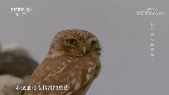 央视拍这种片怎么就没「流量」