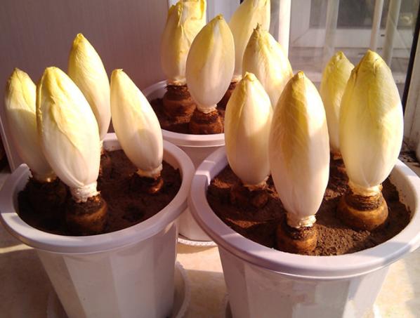 芽球菊苣第一次收割是多少天,芽球菊苣种子种植时能见光吗