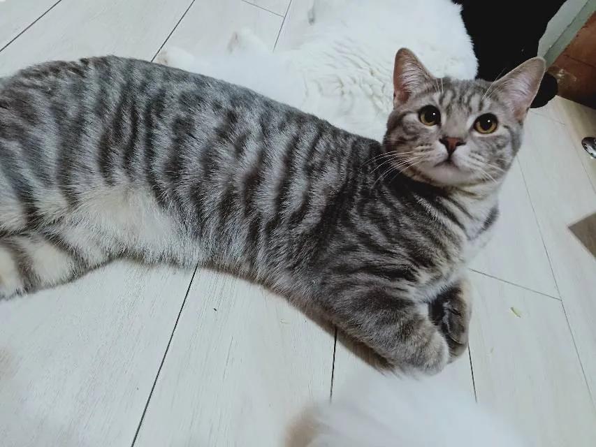 美短折耳猫怎么养,美短猫和狸花哪个好养