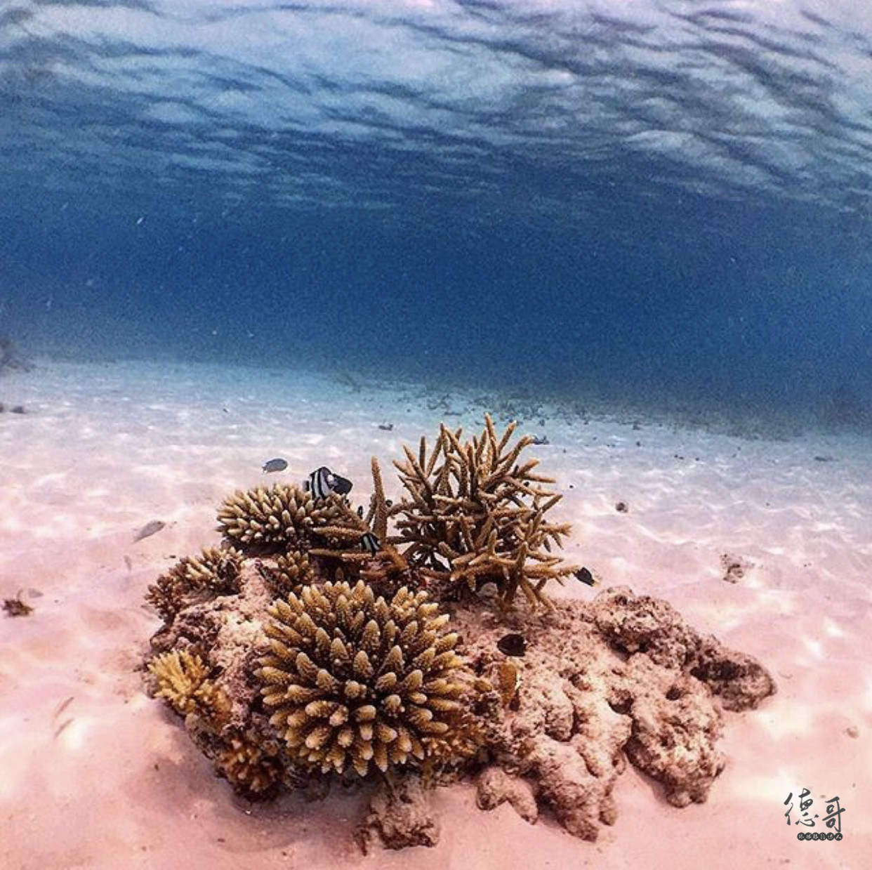 马尔代夫拖尾沙滩推荐,马尔代夫哪些岛带拖尾沙滩