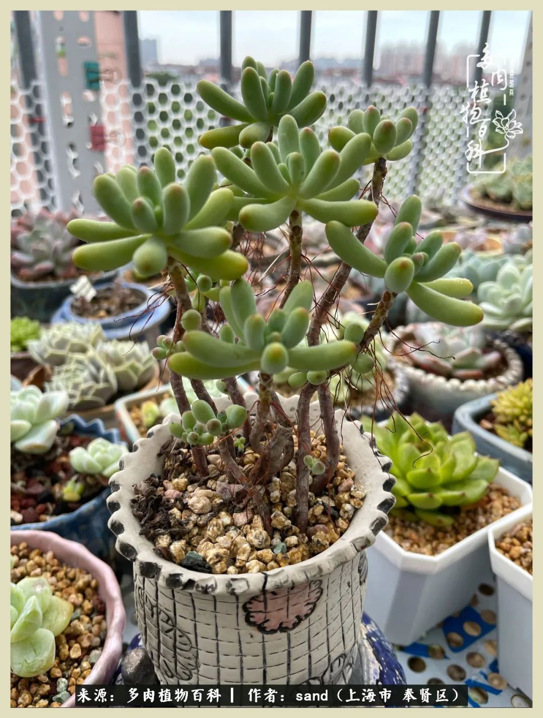 多肉垂落下去该怎么办,多肉在三伏天怎么度夏